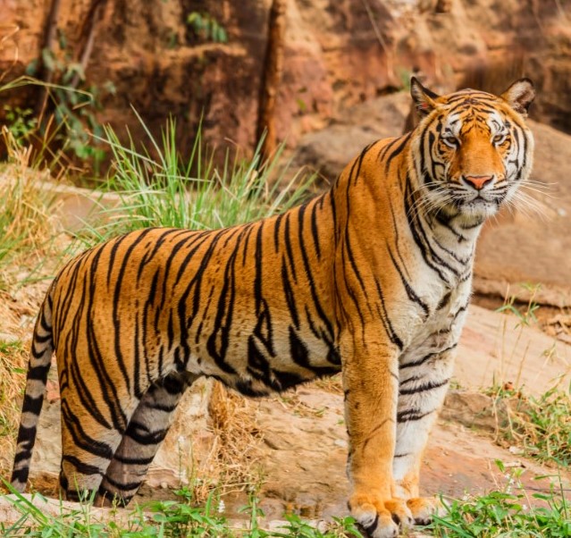Jim corbett & Nainital tour